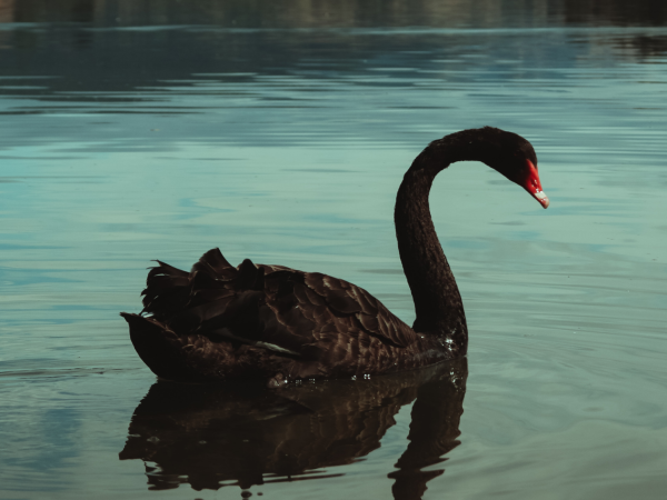 Jak zvládnout Black Swan událost